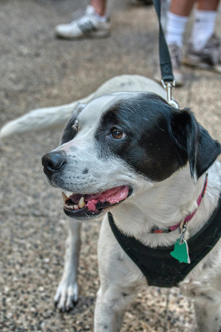 HowliPaws image 1
